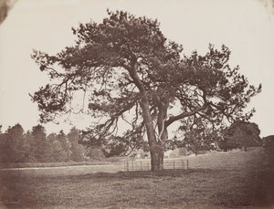 Parc de Hamilton Palace (Schirmkiefer), ca. 1858 von Henri Charles de Rostaing
