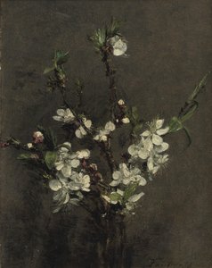 Obstbaumblüten