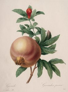 Auswahl der schönsten Blumen...schönste Früchte: Granatapfel, 1827