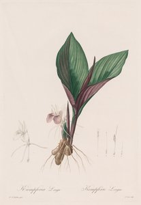 Die Liliengewächse: Kaempferia longa, 1802-1816