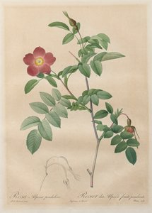 Die Rosen: Rosa alpina pendulina, 1817-1824