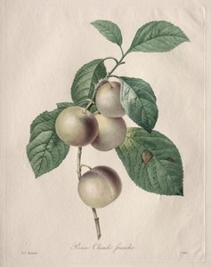 Reine Claude Pflaume von Pierre Joseph Redouté