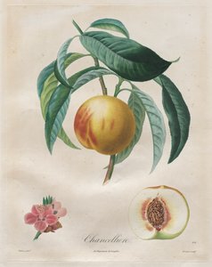 Traité des arbres fruitiers: Chancellière von Henri Louis Duhamel du Monceau