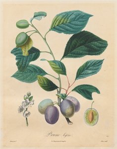 Traité des arbres fruitiers: Prune bifère von Henri Louis Duhamel du Monceau