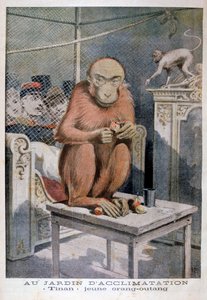 Tinan der Orang-Utan, 1896