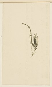 Vignette aus Au Pied du Sinaï von Henri de Toulouse-Lautrec