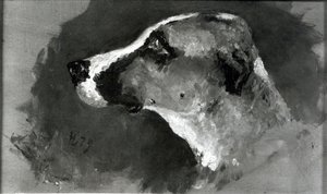 Kopf eines Hundes mit kurzen Ohren, 1879 von Henri de Toulouse Lautrec