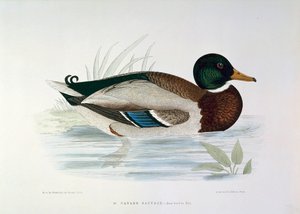 Darstellung einer Stockente von Henri de la Blanchere