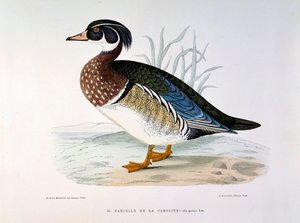 Darstellung einer Krickente von Caroline von Henri de la Blanchere