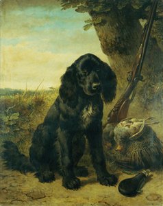 Ein flach beschichteter Retriever bei einem Baum