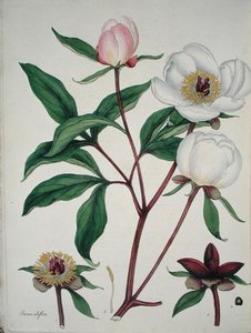 Paeonia Albiflora, aus 