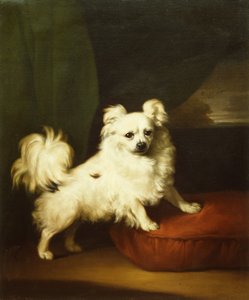 Ihr Liebling, ein weißer Papillon auf einem Kissen stehend von Henry Bernard Chalon