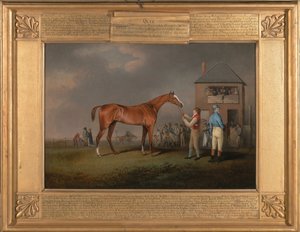 Quiz, nach seinem letzten Rennen in Newmarket