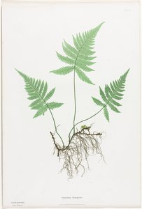 Farne von Großbritannien und Irland: Polypodium Phegopteris