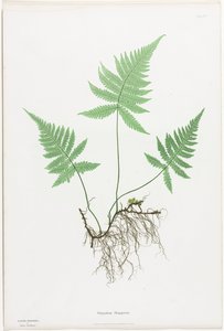 Farne von Großbritannien und Irland: Polypodium Phegopteris, 1855-1856