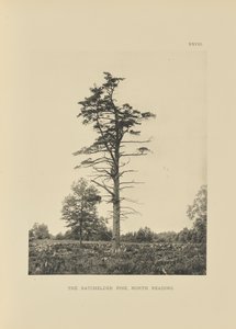 Die Batchelder-Kiefer, North Reading