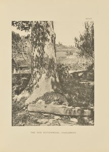 Der Reis-Buttonwood, Charlemont