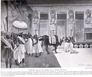 Kambyses tötet den heiligen Stier, Illustration aus 