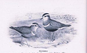 Mornellregenpfeifer, Natur in Großbritannien veröffentlicht von Collins, 1946