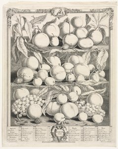 Zwölf Monate Obst: August, 1732