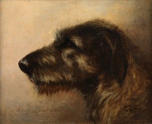 Champion Clodagh von Ouborough, ein Irischer Wolfshund