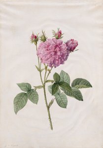 Agatha-Rose (Rosa Gallica Agatha) von Henry Joseph Redouté