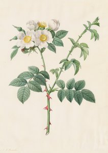 Heckenrose oder Hundsrose (Rosa Leucantha)