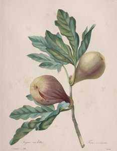 Auswahl der schönsten Blumen...schönsten Früchte: Violette Feige von Henry Joseph Redouté