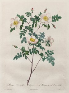 Die Rosen: Rosa Candolleana Elegans