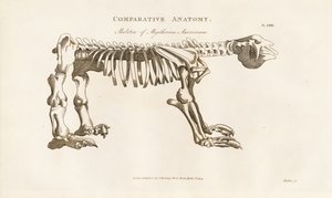 Skelett von Megatherium americanum