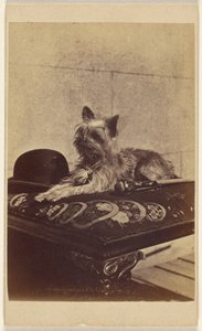 Hund auf einem Ottoman, neben einem Melonenhut und Spazierstock