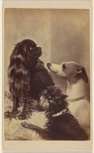 Floss, Daisy & Fee; Hunde der Baronin McClifford