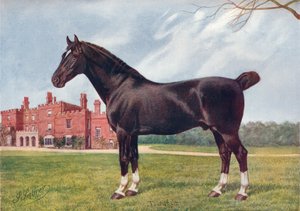 Hackney-Hengst Danegelt, ca. 1905-1910 von Henry Powell Palfrey