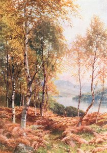 Birken am Loch Achray, Perthshire