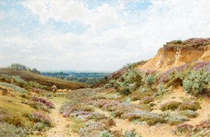 Heidekraut auf einer Heide in Surrey