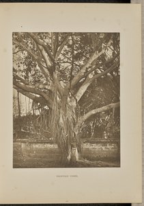 Banyanbaum mit jungen Luftwurzeln von Henry W. Cave