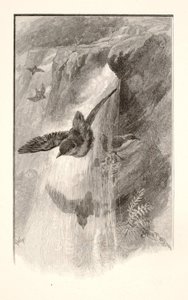 Der Vogel, der in Wasserfällen lebt von Henry Wolf