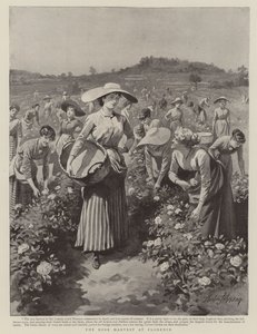Die Rosenernte in Florenz von Herbert Johnson