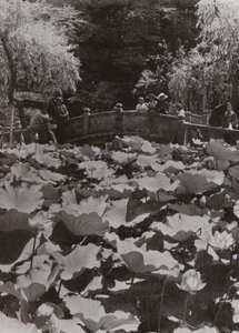 Ein Lotus-Teich von Herbert Ponting