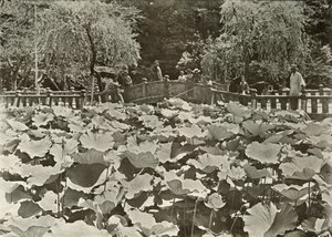 Ein Lotus-Teich, 1910 von Herbert Ponting
