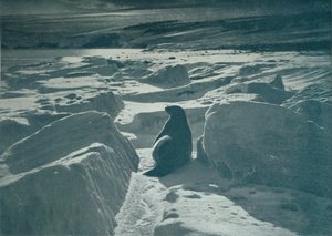 Ein Weddellrobbe am Strand, ca. 1911