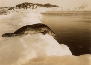 Ein Weddellrobbe kurz vor dem Tauchen am West Beach, Cape Evans, Antarktis, 1911 von Herbert Ponting