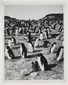 Adeliepinguine am Kap Royds