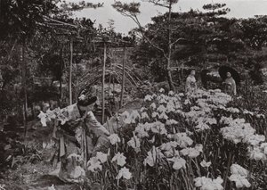 Im Irisgarten in Hori-kiri