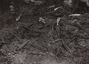 Karpfen im See von Kumamoto von Herbert Ponting