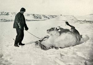 Cherry-Garrard gibt seinem Pony Michael eine Rolle im Schnee, ca. 1911, 1913
