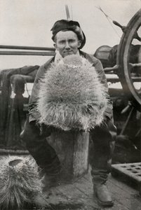 D. G. Lillie mit einigen der Kieselschwämme von Herbert Ponting