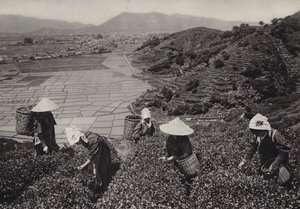 Japan in den 1920er Jahren: Teeernte von Herbert Ponting