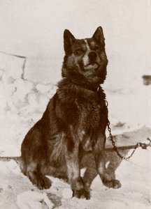 Krisravitsa, ca. 1910-1913, 1913 von Herbert Ponting