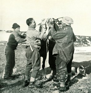 Pony trinkt Whisky, 8. Februar, 1911